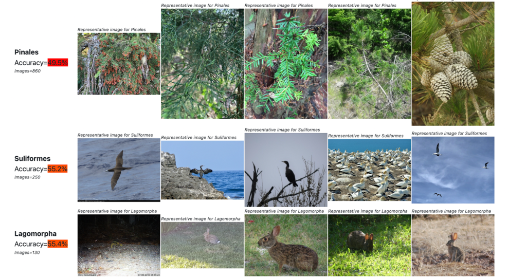 Image classification in the (real) Wild